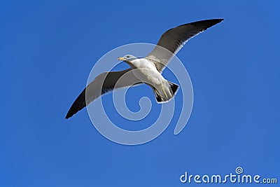 Isolated flying gull on blue Stock Photo