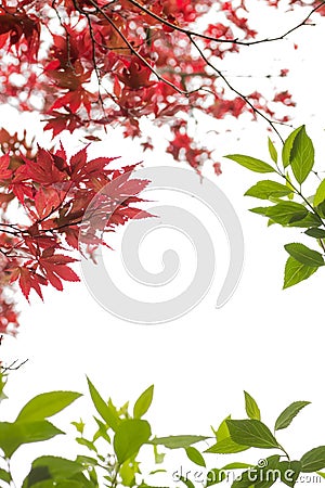 an isolated frame of red and green leaves in front of a blank bright background Stock Photo