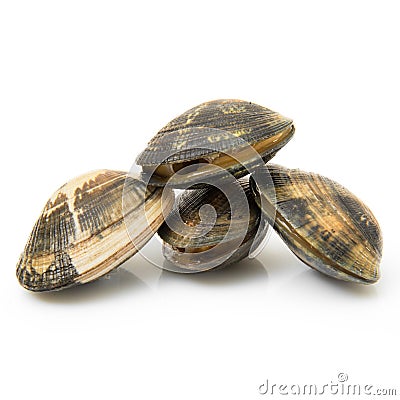 Isolated fresh clams in white background Stock Photo