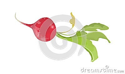 Isolated fresh radish. Vector Illustration