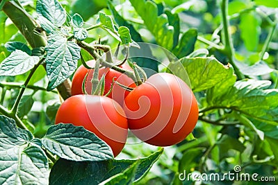 Isolated fresh red tomatoes and green leaves Stock Photo