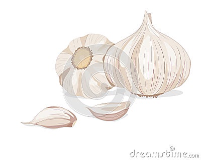 Isolated garlic whole object and some portion on white background Cartoon Illustration
