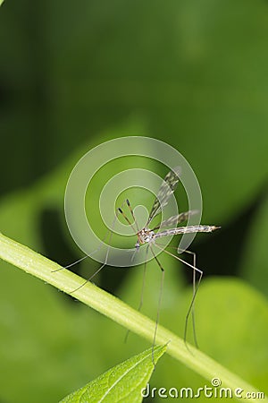 Isolated Giant mosquito fly on green leaf background Stock Photo