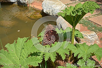 an isolated giant rhubarb on the edge of pond Stock Photo