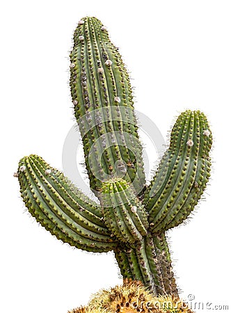 Isolated Giant Saguaro Cactus Tree Stock Photo