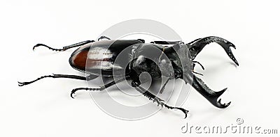 Isolated giant stag beetle Hexarthrius parryi from Indonesia. Lucanidae. Stock Photo