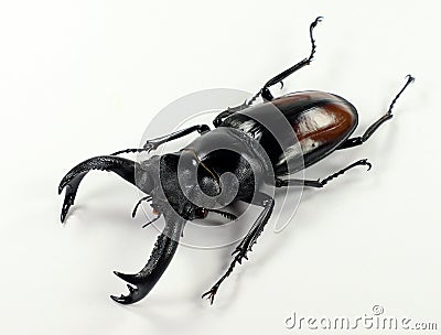 Isolated giant stag beetle Hexarthrius parryi from Indonesia. Lucanidae. Stock Photo