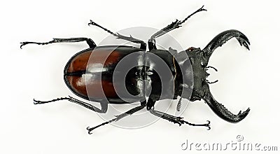 Isolated giant stag beetle Hexarthrius parryi. Lucanidae. Coleoptera Stock Photo