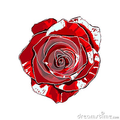 Isolated gorgeous red-white rose on a white background. Vector Illustration
