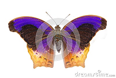 Isolated Great Assyrian (Terinos atlita) butterfly Stock Photo