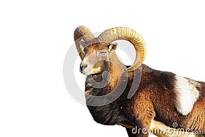 Isolated great mouflon ram Stock Photo