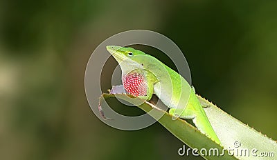 Isolated green anole lizard Stock Photo