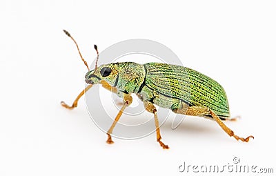 Isolated Green Bug Stock Photo