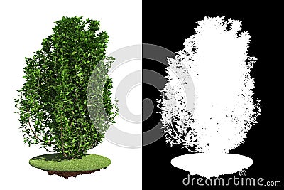 Isolated Green Bush with Detail Raster Mask. Stock Photo