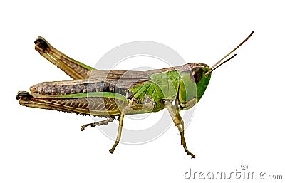 Isolated green grasshopper closeup Stock Photo