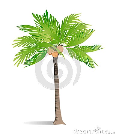 Isolated green palm. Vector Illustration