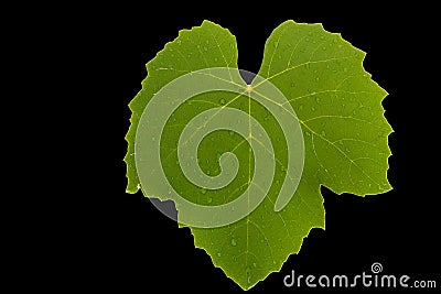 Isolated green textured grape leaf, front. Stock Photo