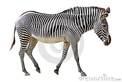 Isolated Grevy zebra Stock Photo