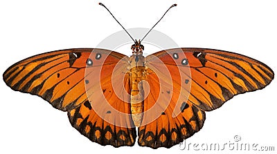 Isolated Gulf Fritillary Butterfly with White Background Stock Photo