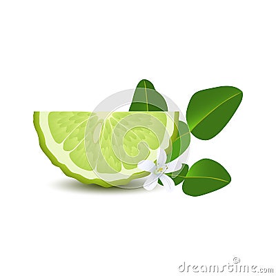 Isolated half of circle juicy green color bergamot with leaf, white flower and shadow on white background. Realistic colored slice Vector Illustration