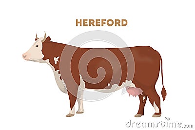 Isolated hereford cow. Vector Illustration