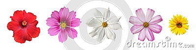 Isolated hibiscus or chinese rose flower, sunflower, gerbera flower and cosmos flower Stock Photo