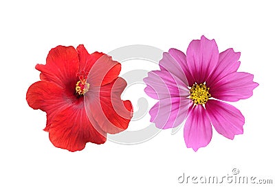 Isolated hibiscus or chinese rose flower, sunflower, gerbera flower and cosmos flower Stock Photo