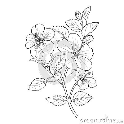 Isolated hibiscus flower hand drew vector sketch illustration, botanic collection branch of leaf buds natural collection Vector Illustration