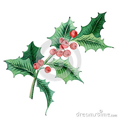 Isolated holly berry with leaves. Ilex berries on sprig with leaf. Nature and botany, celebration theme Stock Photo