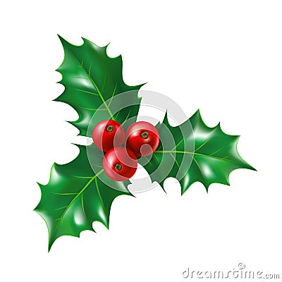 Isolated holly berry with leaves. Ilex berries Vector Illustration