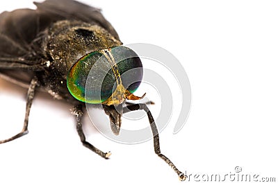 Isolated of Horse Fly Stock Photo