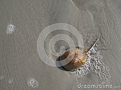 Horseshoe Crab and Bubbles in the Sand Stock Photo