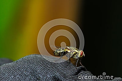 Isolated housefly sitting on a piece of damp black cloth Stock Photo