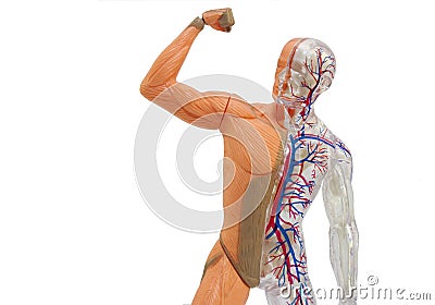 Isolated human anatomy model. Stock Photo