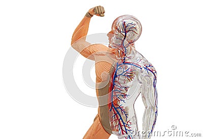 Isolated human anatomy model. Stock Photo