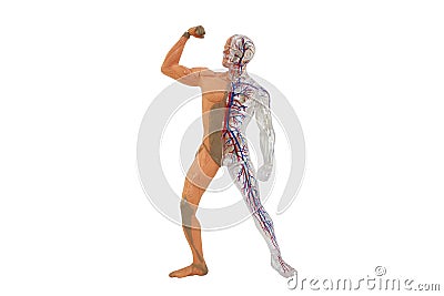 Isolated human anatomy model. Stock Photo