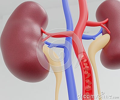 human kidney or renal capsule and red blood cells Stock Photo