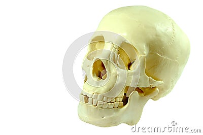 Isolated Human Skull Stock Photo