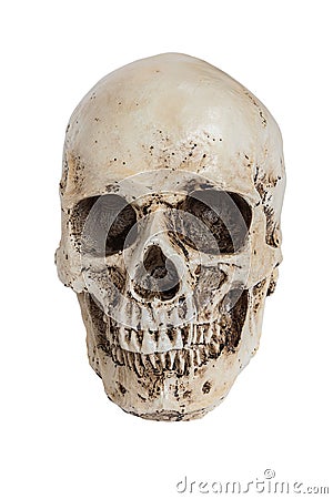 Isolated human skull on white Stock Photo