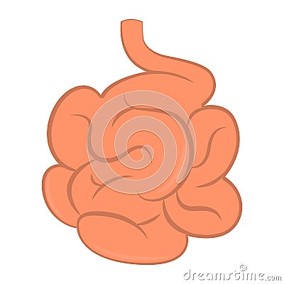 Isolated human small intestine Vector Illustration