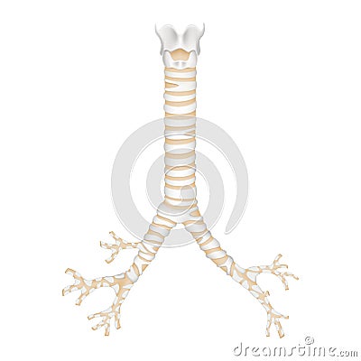 Isolated human trachea and bronchioles. Realistic 3d Vector illustration design Vector Illustration