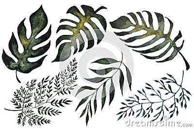 Isolated illustration of fern leaves Cartoon Illustration