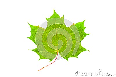 Isolated image of green maple leaf on white Stock Photo