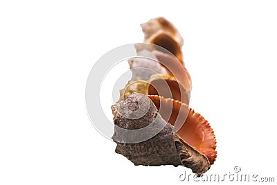 The isolated image of seashells on a white background. Stock Photo