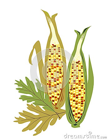 Isolated Indian Corn Vector Illustration