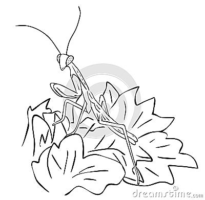 isolated insect mantis in leaves in black and white colors, outline original hand painted drawing Vector Illustration