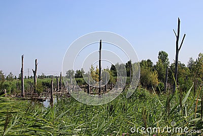 Isolated island with burned trees for birds at the Zevenhuizerplas in Oud Verlaat in the Netherlands. Stock Photo