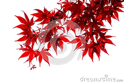Isolated Japanese red maple leaf Stock Photo