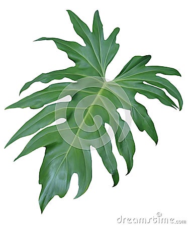 Isolated Jungle Leaf Stock Photo