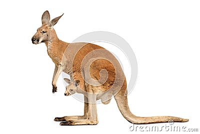 Isolated kangaroo with cute Joey Stock Photo